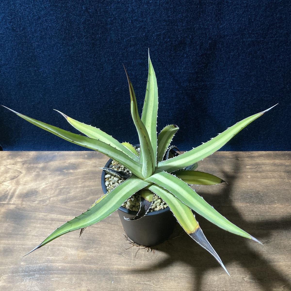 アガベ ガルシアメンドーサ Agave graciae-mendozae | radical