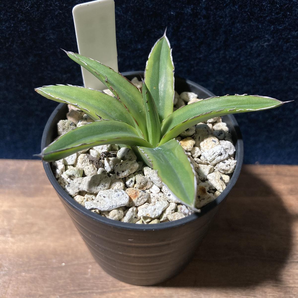 アガベ 笹の雪 濃覆輪 2号鉢 | radical botanics