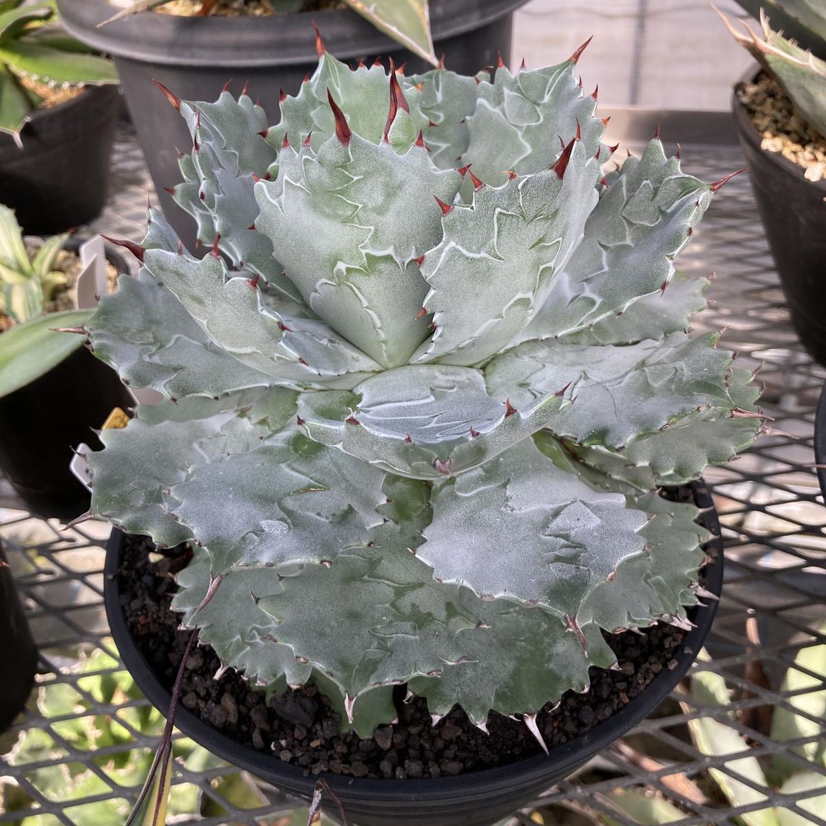 アガベ 兜蟹 甲蟹 連棘 カブトガニ 50子株セット特別価格