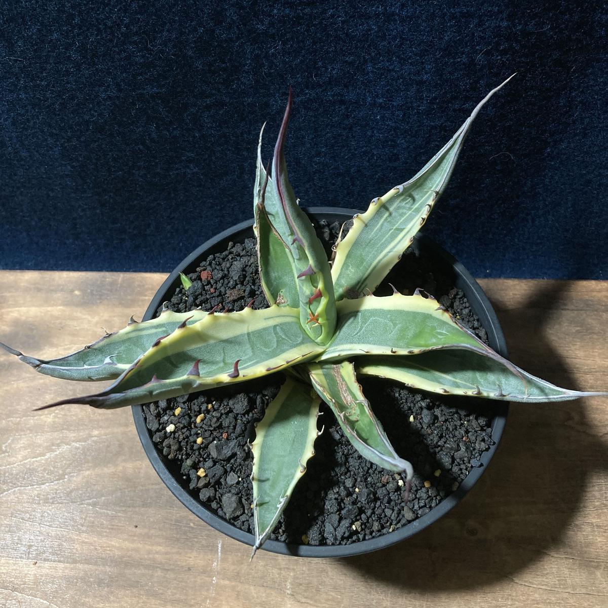 保障できる 超レア‼️アガベ カキコ‼️ キュービック白覆輪縞斑 - 植物/観葉植物 - hlt.no 保障できる 超レア‼️アガベ カキコ‼️ キュービック白覆輪縞斑 - 植物/観葉植物 - hlt.no