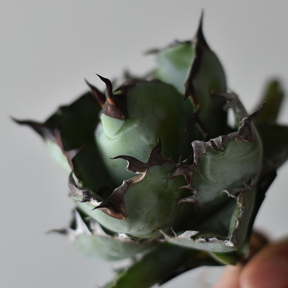 送料無料・名入れ彫刻 ブラックアンドブルー 球状極上株+125 - 通販