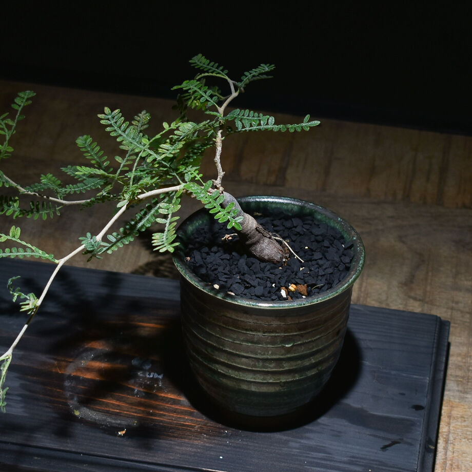 希少】オペルクリカリア ヒファエノイデス 根差し