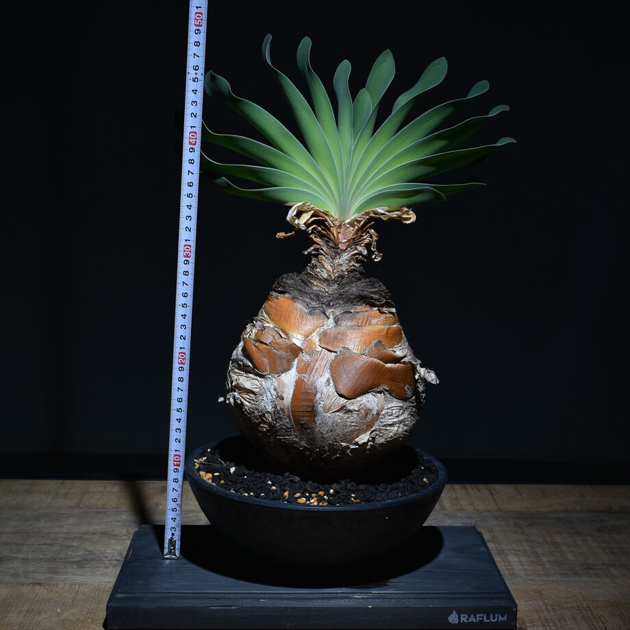 ブーファン ハエマンソイデス（発根済み）RF22146 | RAFLUM / ラフラム