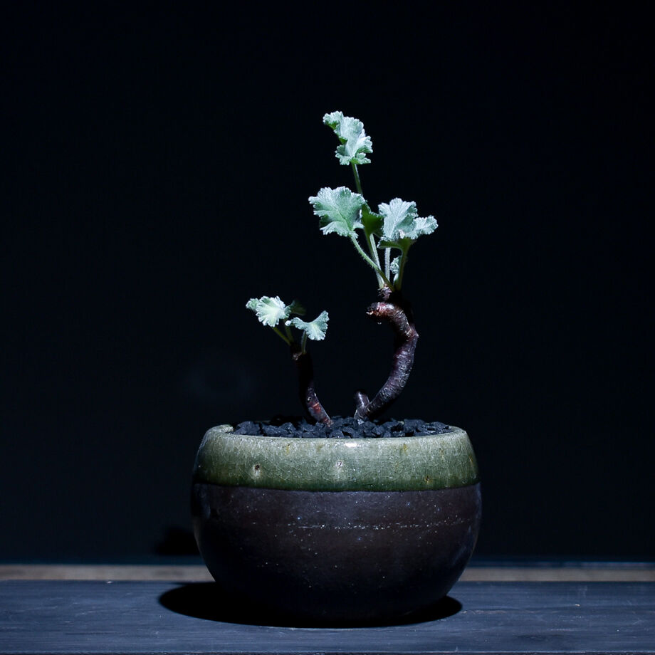 コレクション株】 超特大 発根済 現地株 ペラルゴニウム ミラビレ 2