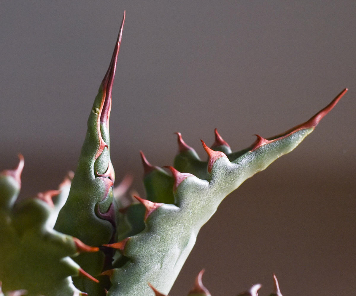 メール便送料無料対応可】 haru 発根済み US産 アガベ ジェントリー