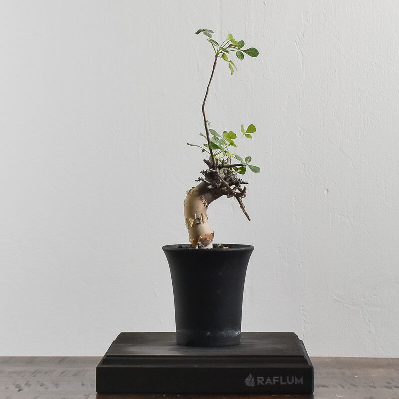 コミフォラ カタフ ソマリア