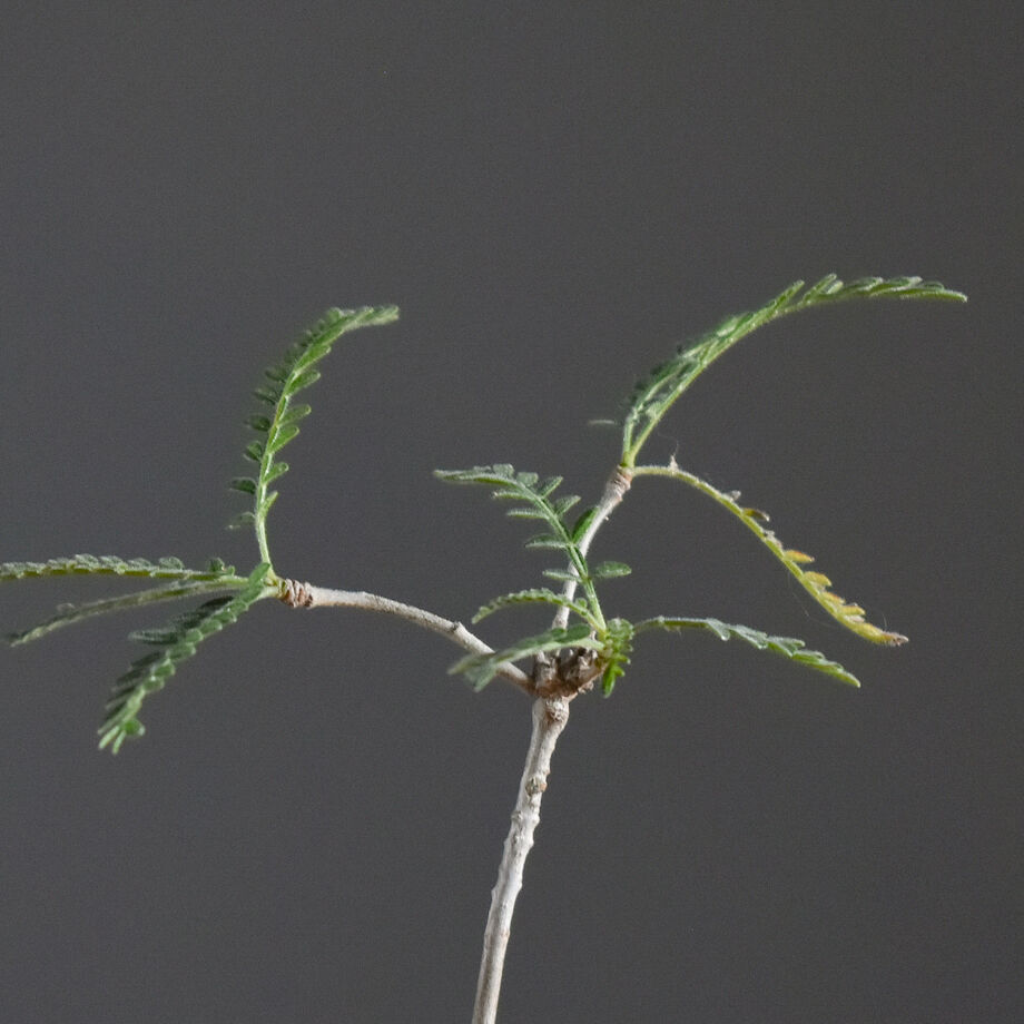 希少】オペルクリカリア ヒファエノイデス 根差し