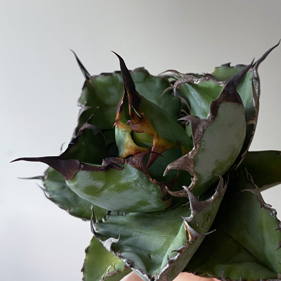 アガベ チタノタ ブラックアンドブルー