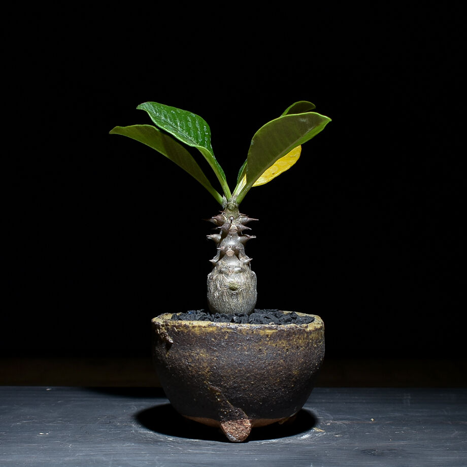 パキポディウム ウィンゾリー （発根済み）typeE RF221106