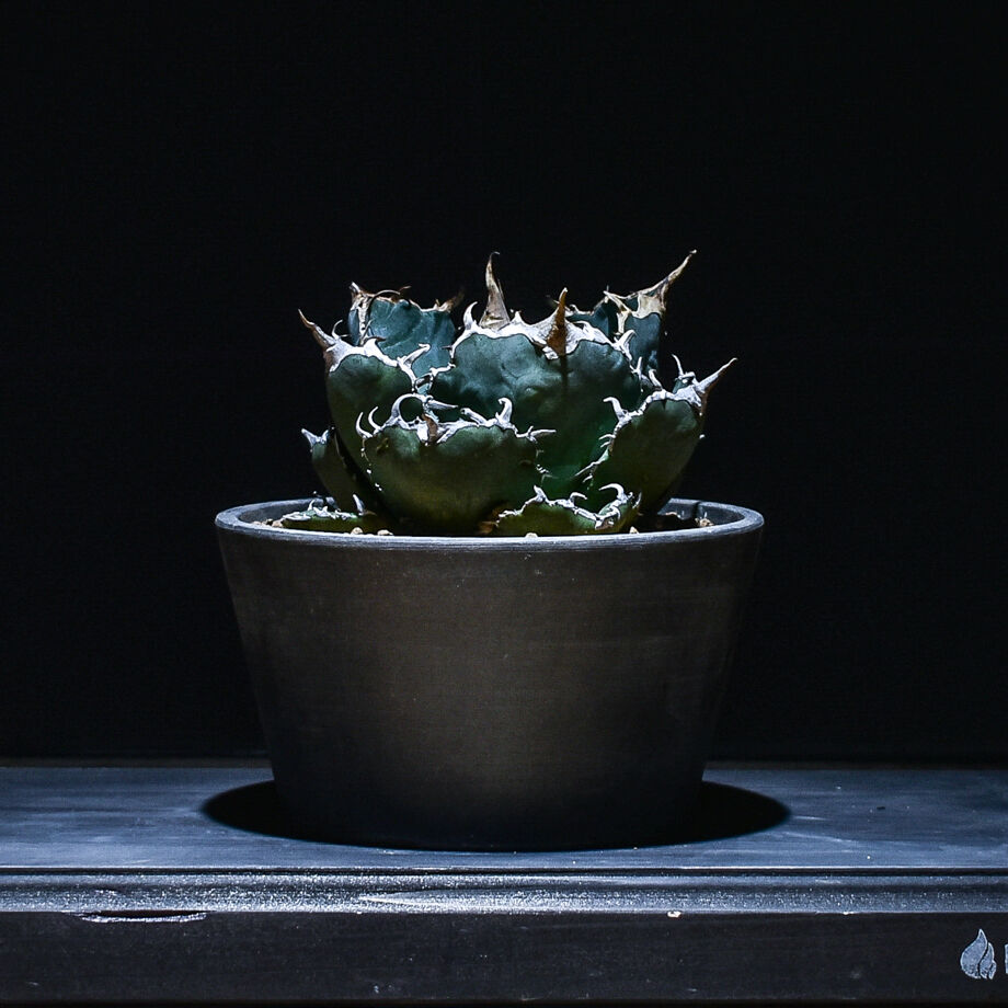 白鯨アガベ 金属鉢付き ザ・ファームセレクト]アガベ：チタノタ 白鯨 3