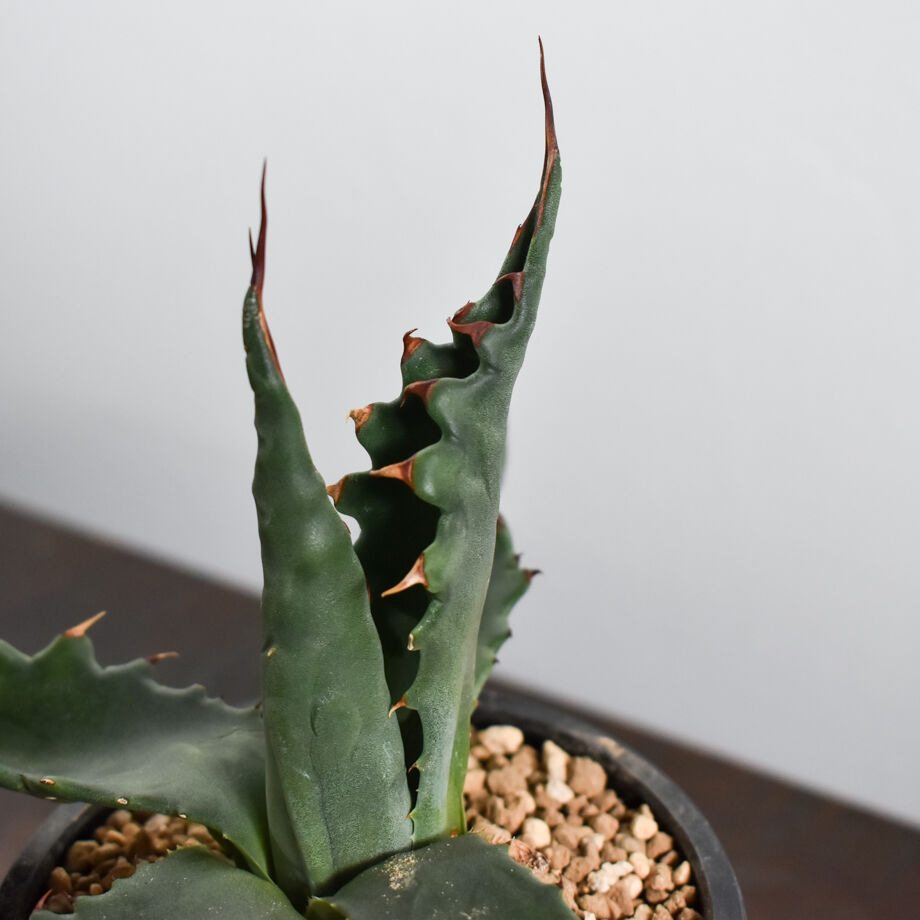 うのにもお得な情報満載！ ②アガベ ジェントリージョーズ 植物/観葉