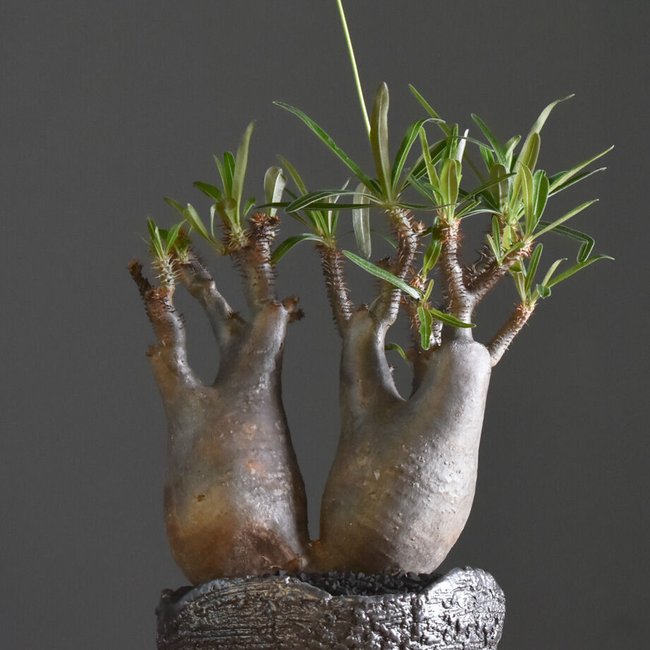 パキポディウム グラキリス 変態株 パキポディウム グラキリス-PG266 | Supervoid Caudex