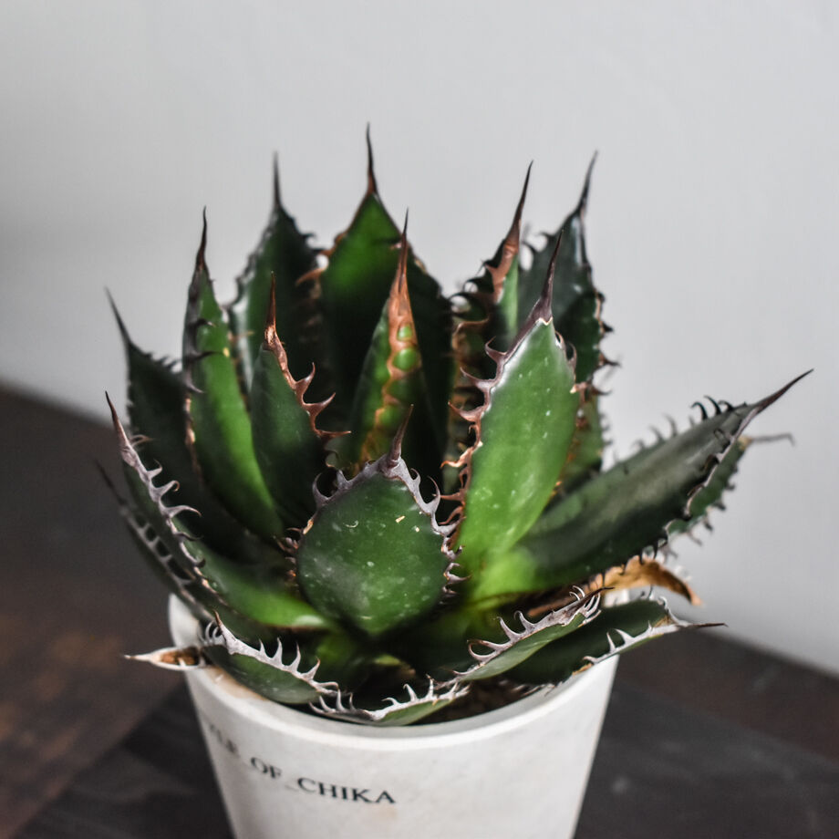 人気新品入荷 57、アガベ ホリダ 20cm越 植物/観葉植物 - mesos.cl