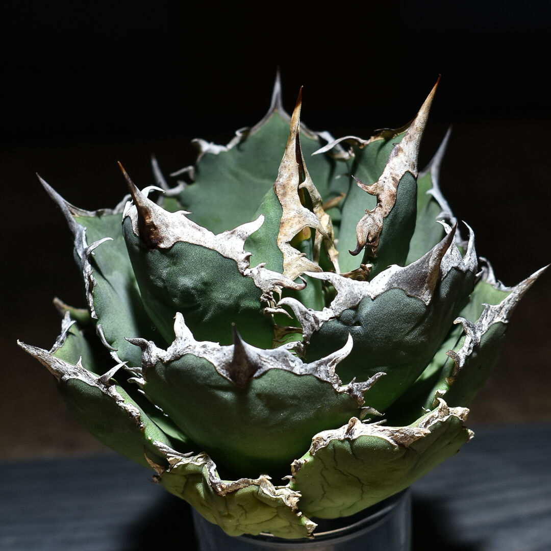 アガベ チタノタ 白鯨 ボールタイプの超良型株 (抜き苗販売) type F