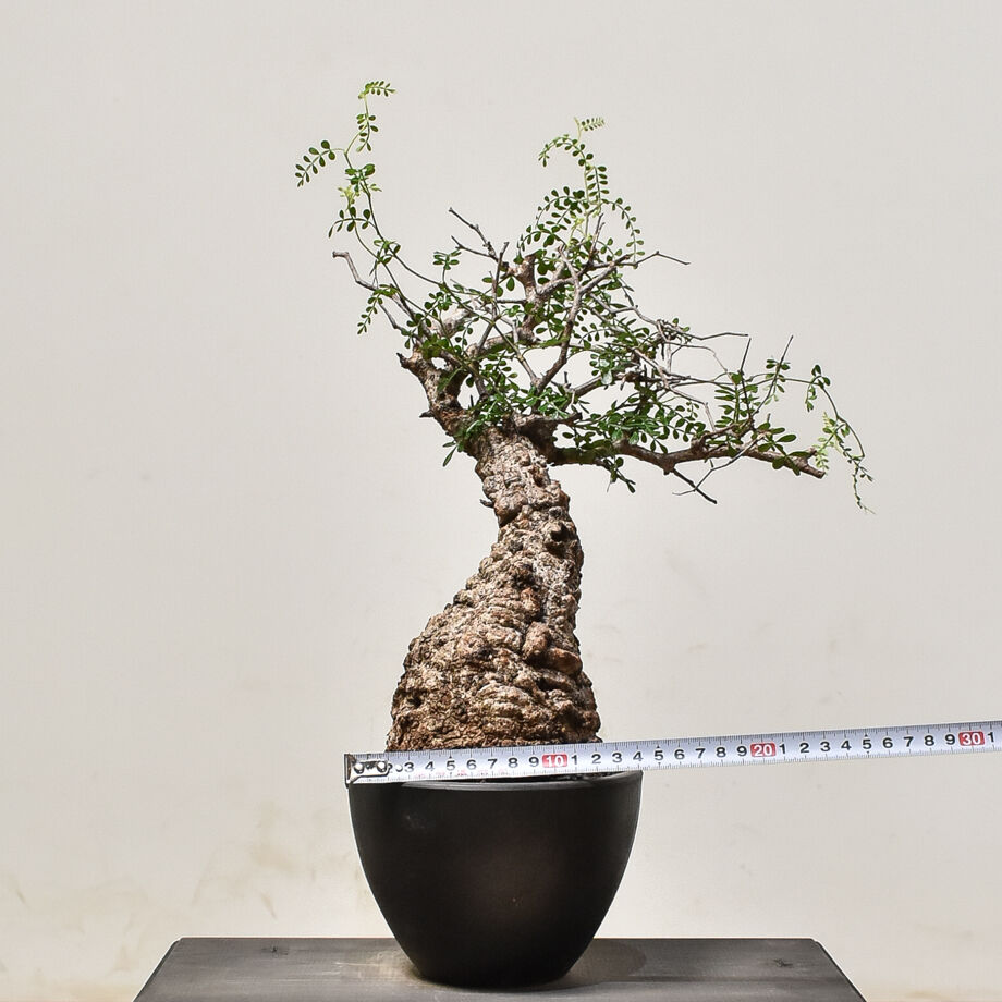 オペルクリカリア パキプス 3頭トリプルヘッド 塊根植物 コーデックス