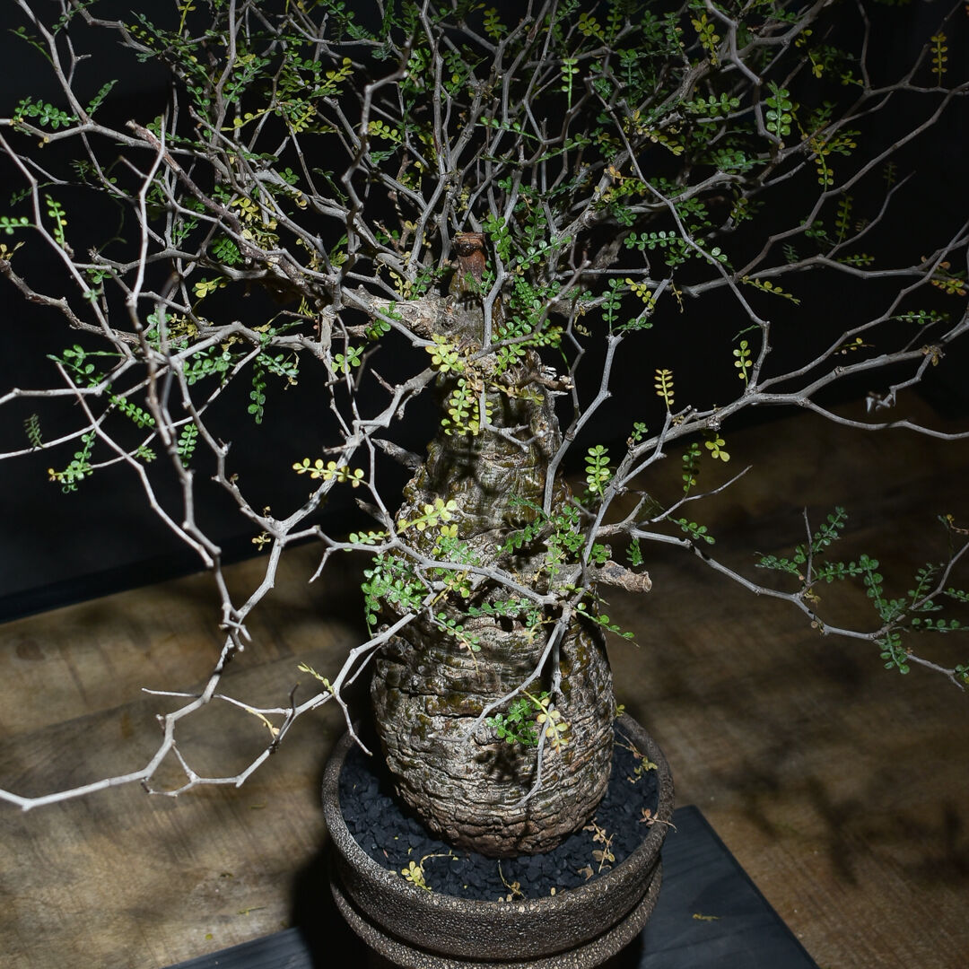 オペルクリカリア パキプス 4株セット 根挿し株【匿名配送】 オペル