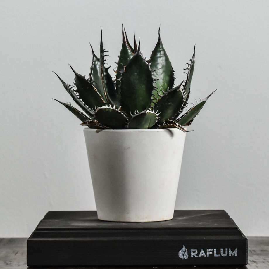 アガベ ホリダ【早い者勝ち！ワイドリーフのスペシャル株！数少ない