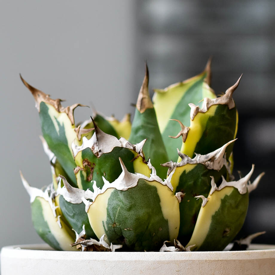 アガベ チタノタ スナグルトゥース【存在感抜群の大人気株