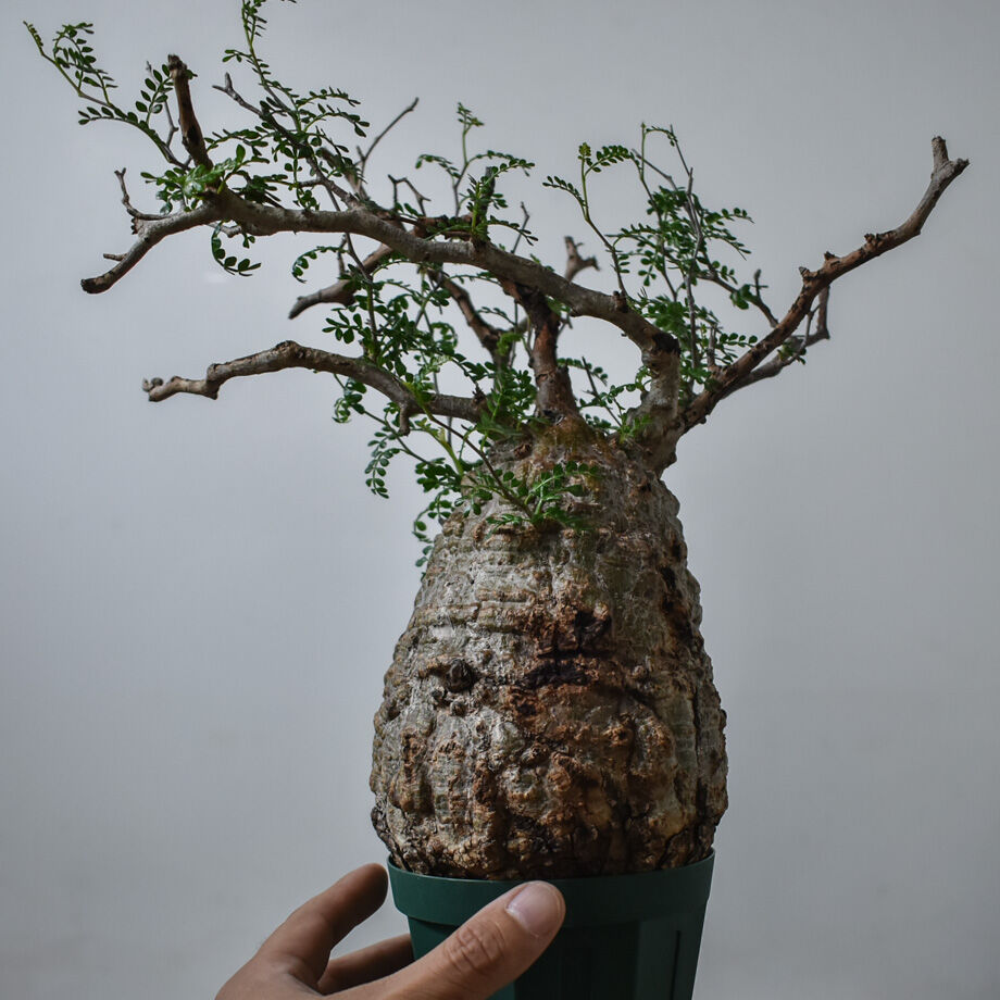 コレクション株】 白肌 サイクロプス オペルクリカリア パキプス