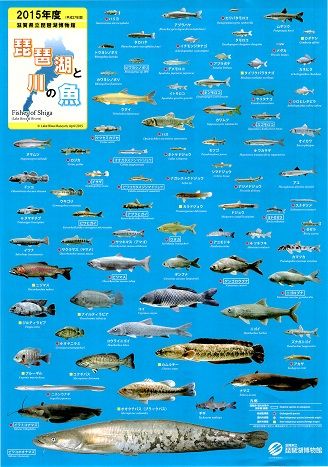 00 観光 チラシ 琵琶湖博物館 さかな ウリホー大 O カイホー大 ご購入前