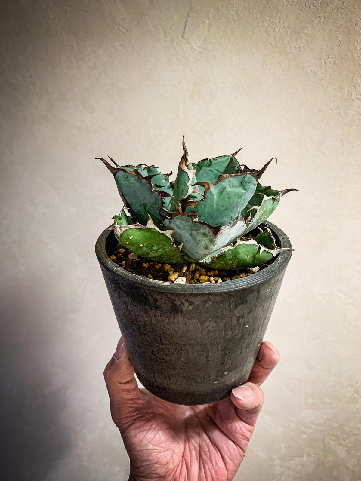 アガベ チタノタ ブラックアンドブルー Agave Titanota Black And B