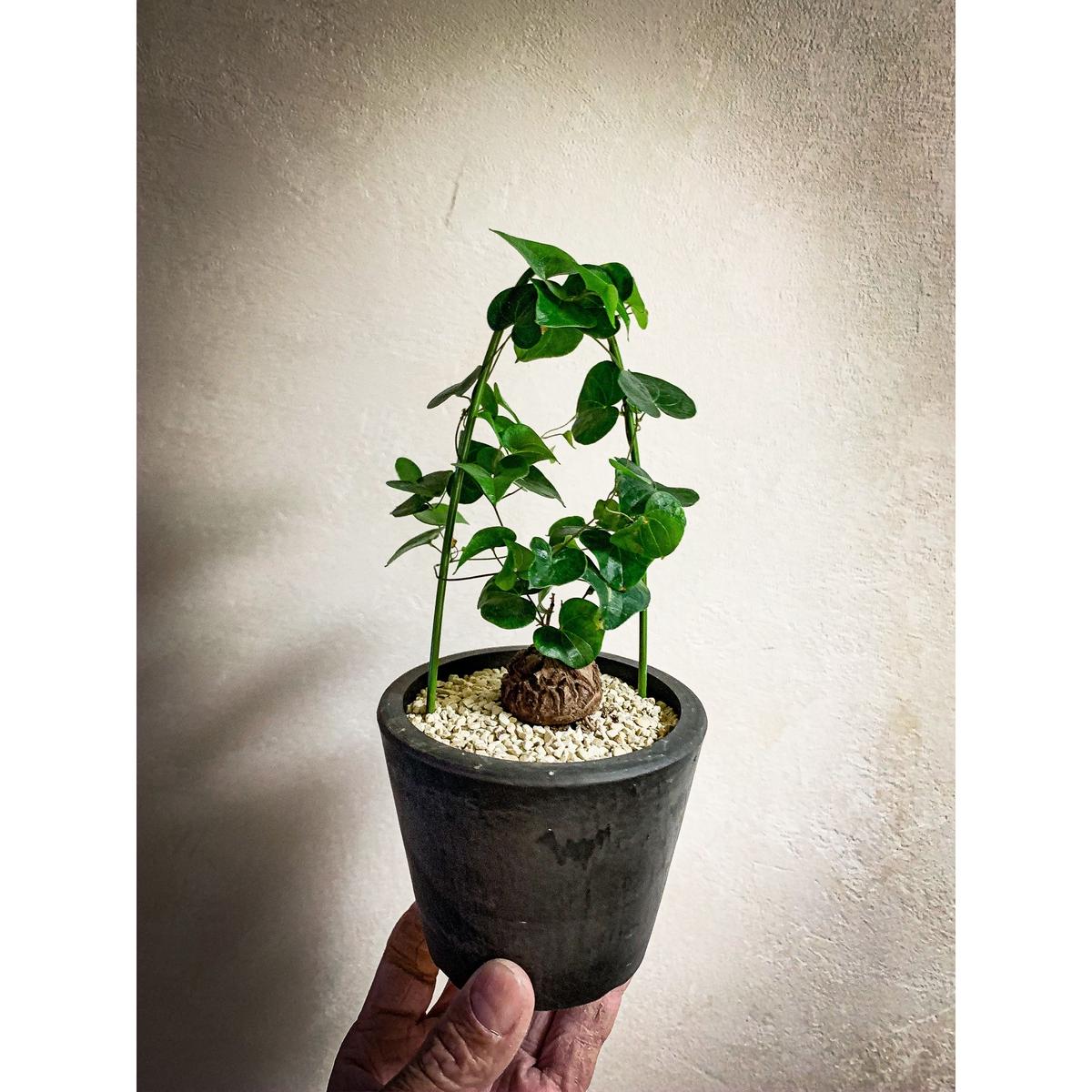 ディオスコレア エレファンティペス アフリカ亀甲竜 Dioscorea Elephantipe ディオスコレア エレファンティペス アフリカ亀甲竜 Dioscorea Elephantipe