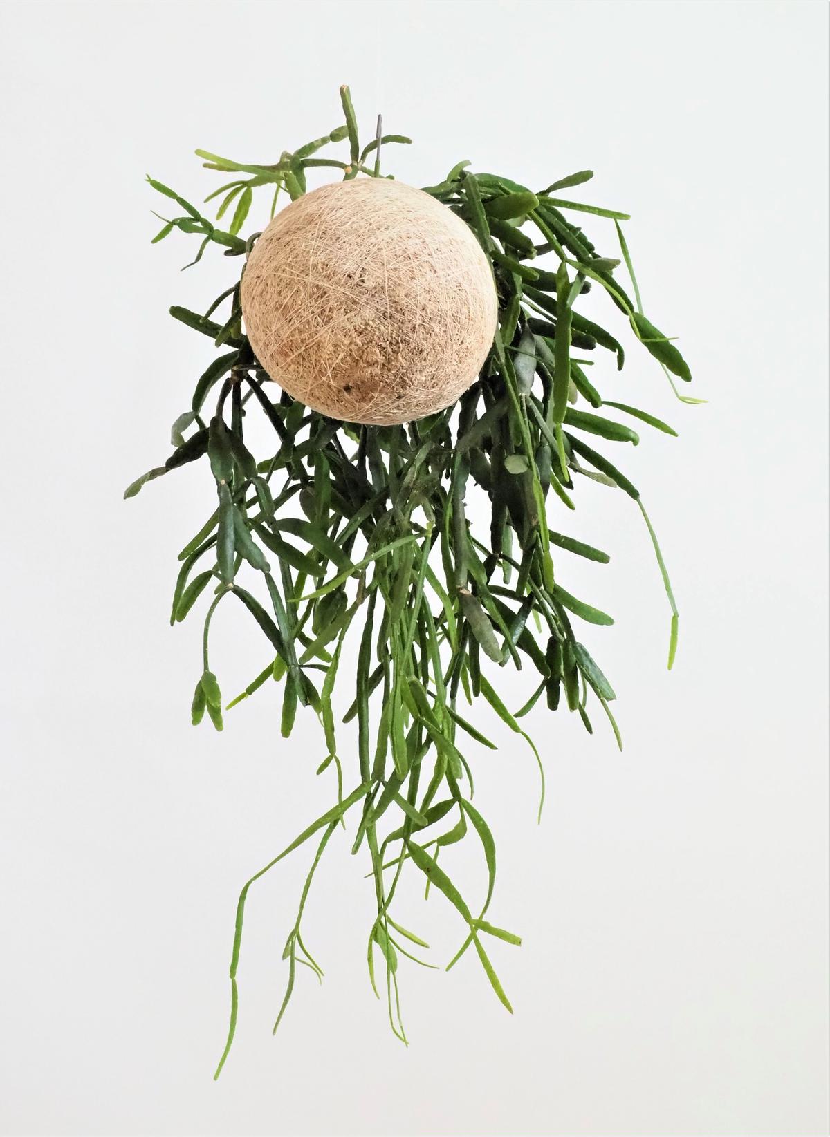 Hang Ball リプサリス ミクランサ Ball Size M Hang Hang Ball リプサリス ミクランサ Ball Size M Hang