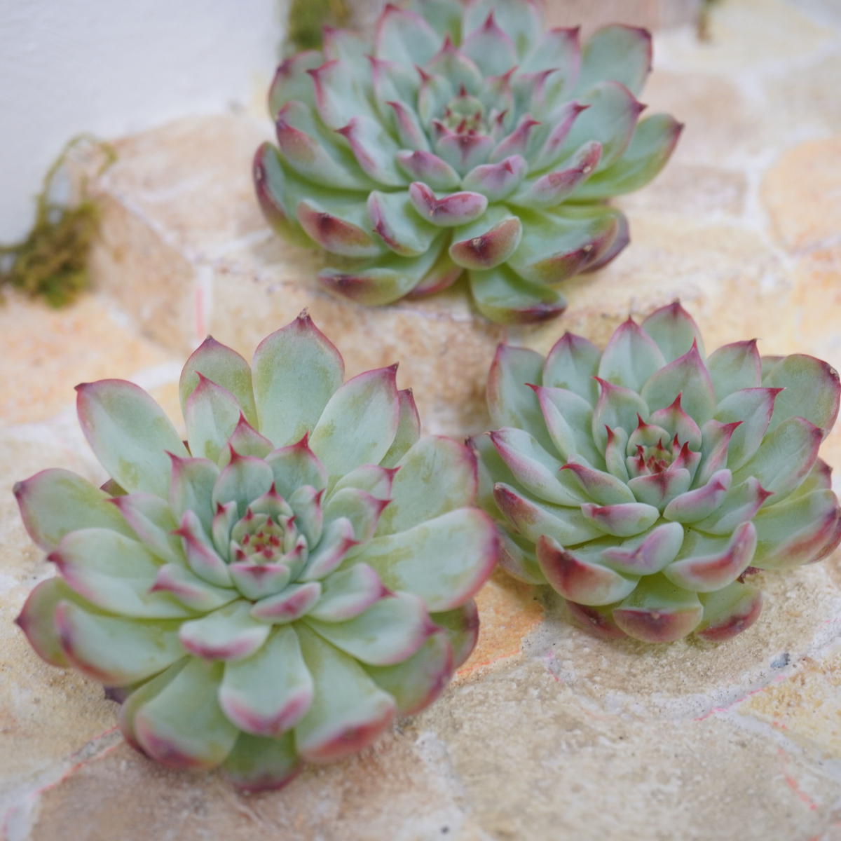 多肉植物 マルセル 韓国苗