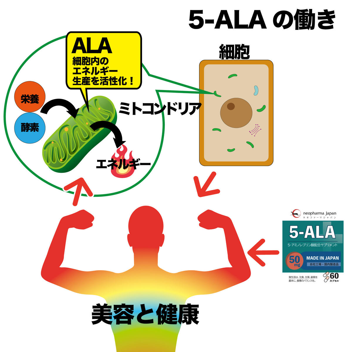 5 Ala ファイブアラ 理研ヘルスケアショップ 5 Ala ファイブアラ 理研ヘルスケアショップ