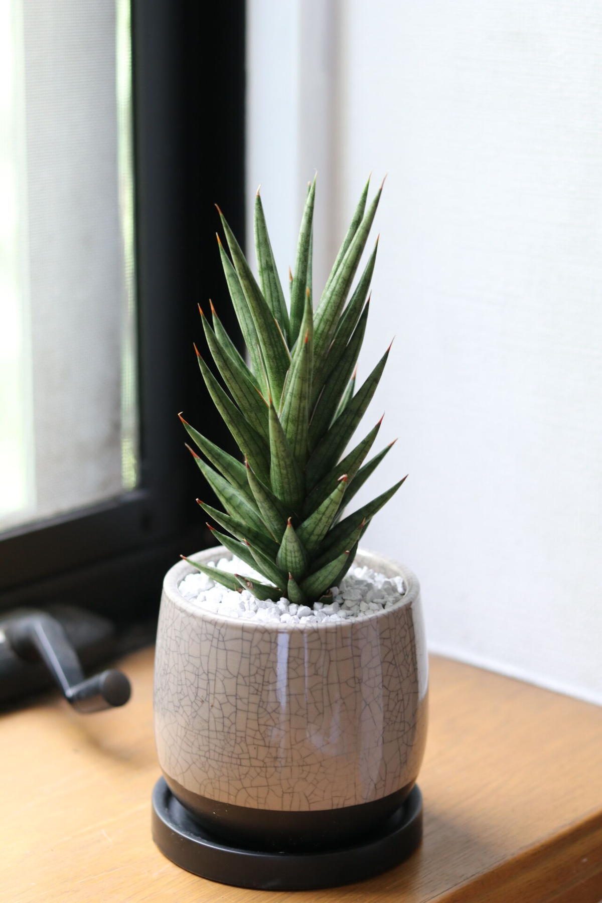 パイナップルみたい 猫が安心な観葉植物 サンスベリア フランシシー Mugiiro