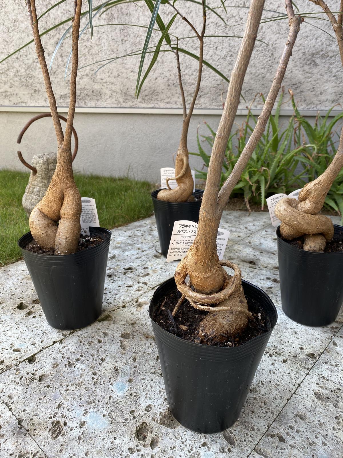 ボトルツリー ブラキキトン 送料込み 輪通販