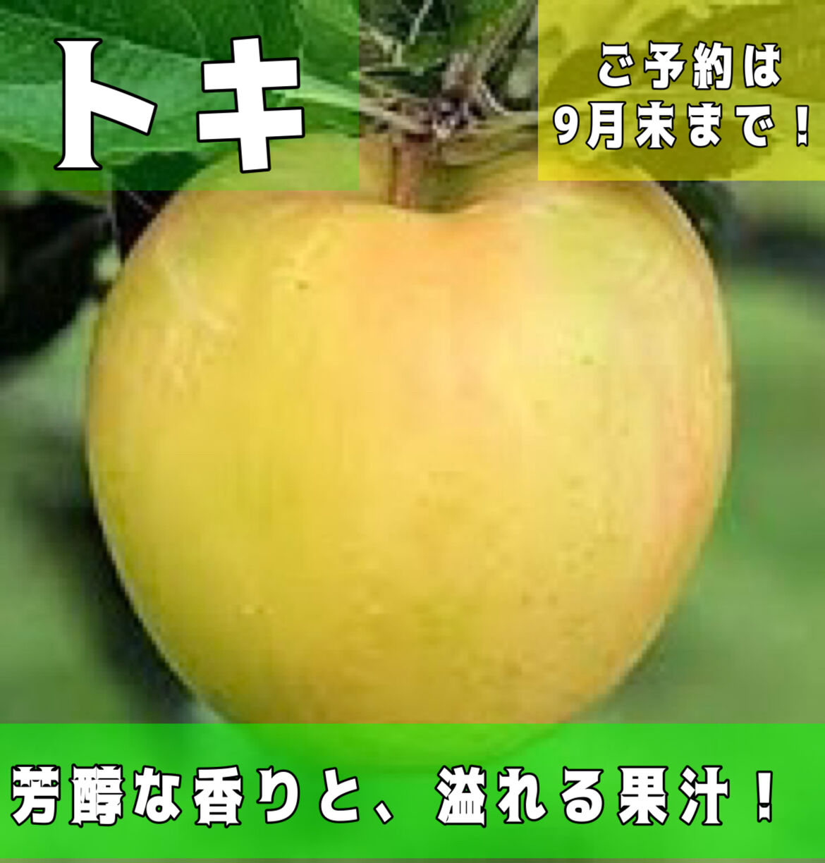 【9月末まで受付】トキ | りんご産地直送ナジアップル