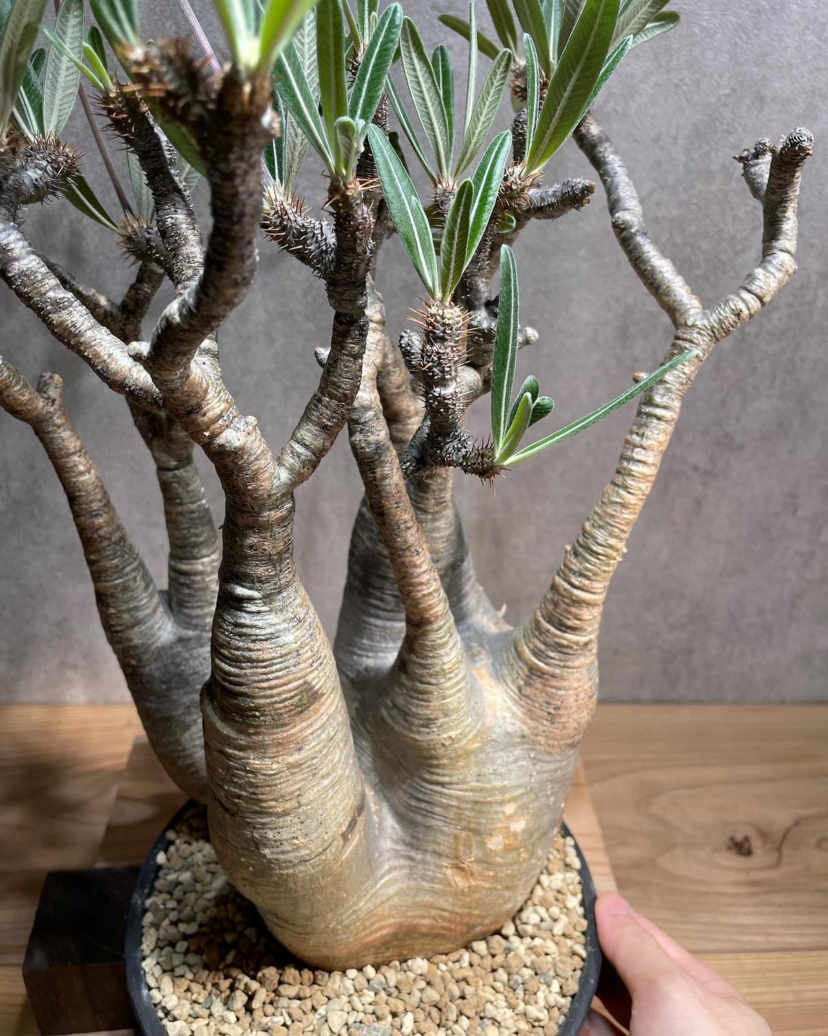 VCD Pachypodium rosulatum var. gracilius