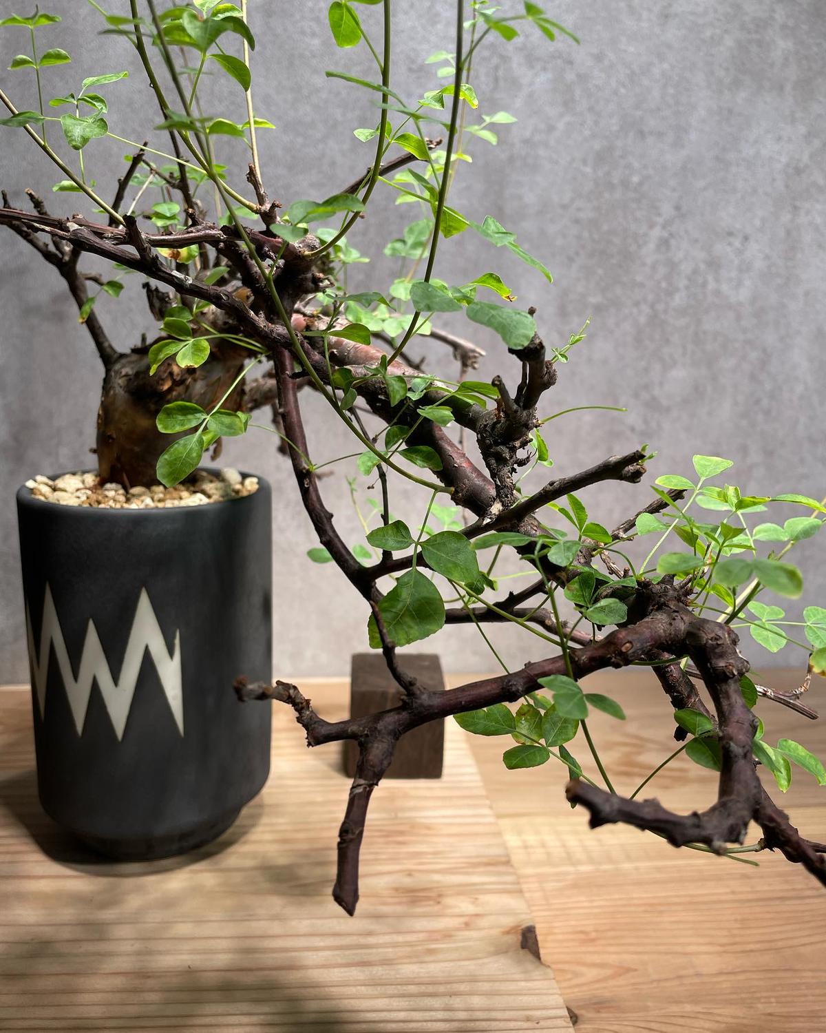 N/OH n/oh 鉢 たけろう グラキリス アガベ spicy gem