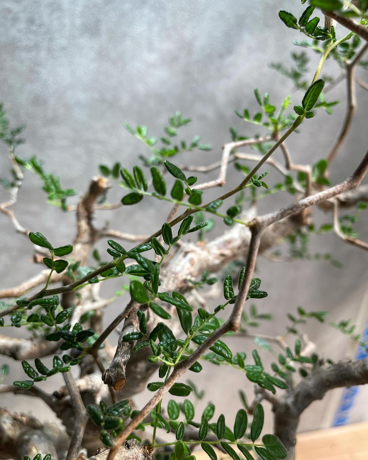 コミフォラ モンストローサ commiphora monstrousa 灌木 塊根植物