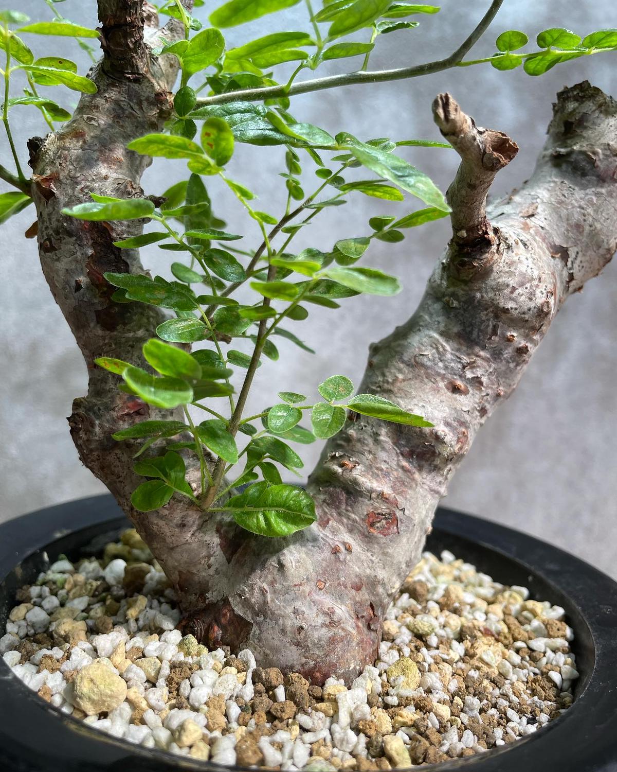 カ7815 「実生」コミフォラ モンストローサ【塊根植物・種から