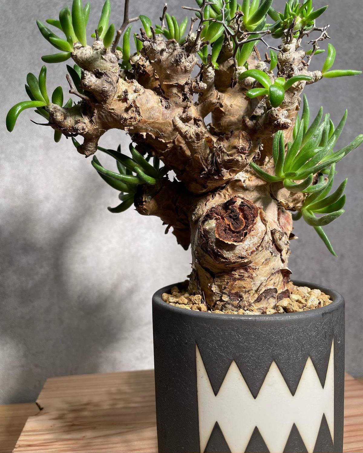 特異樹形 幹部極太 発根済 チレコドン ルブロベノーサス