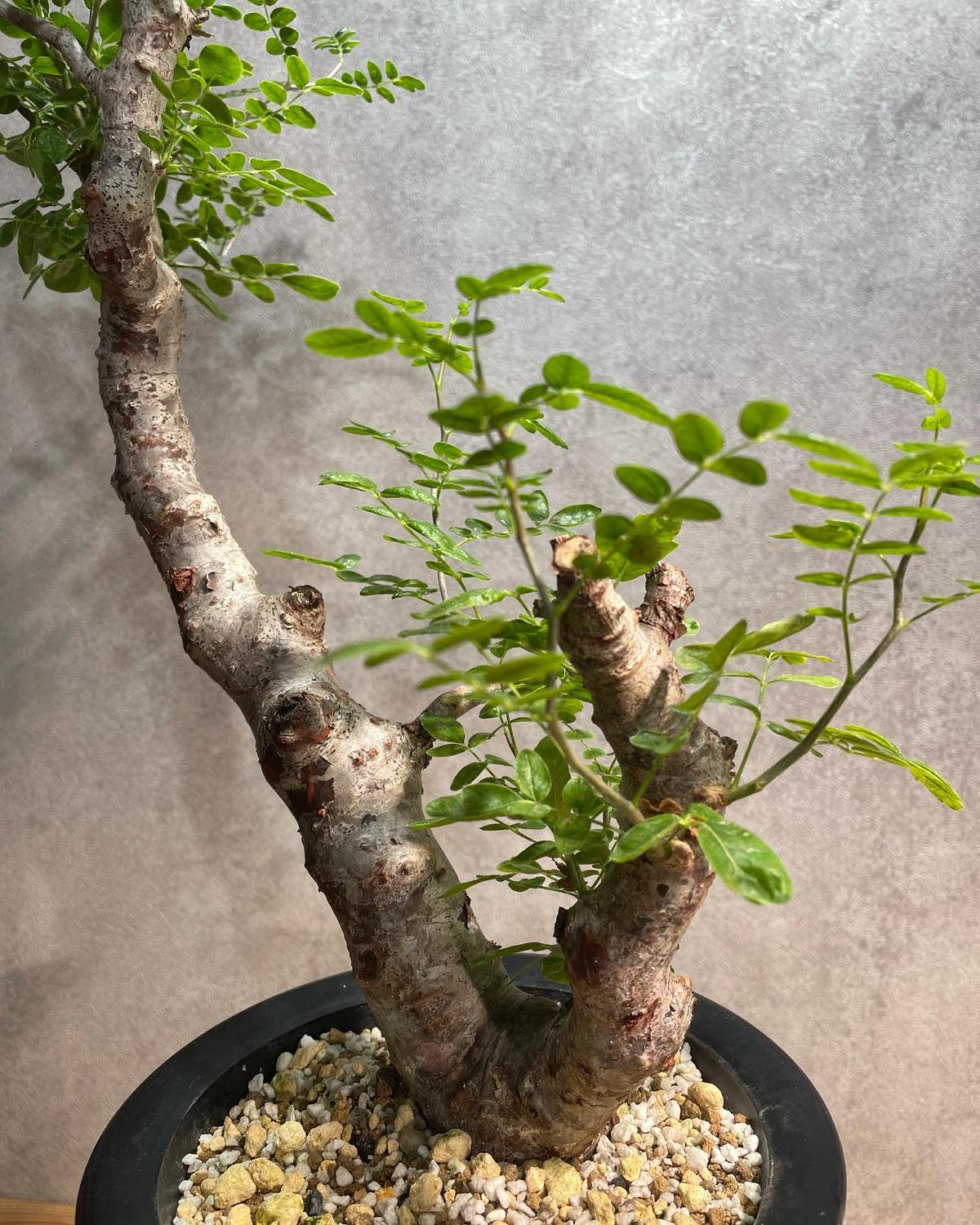 コミフォラ モンストローサ commiphora monstrousa 灌木 塊根植物