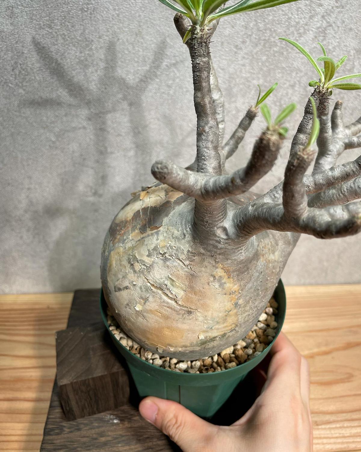 パキポディウム グラキリス Pachypodium gracilius 発根済(塊根幅13cm) (商品番号gk-23) パキポディウム グラキリス Pachypodium gracilius 発根済(塊根幅13cm) (商品番号gk-23)
