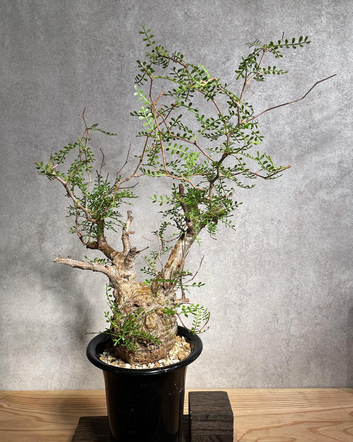 オペルクリカリアパキプス剪定枝 【公式通販】