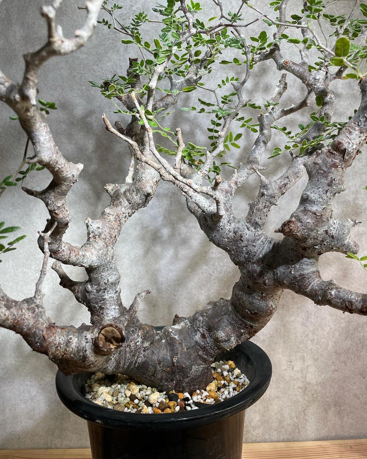 特大 大株 灌木系 塊根植物コミフォラ モンストローサ 特大 大株 灌木系 塊根植物コミフォラ モンストローサ 2025年