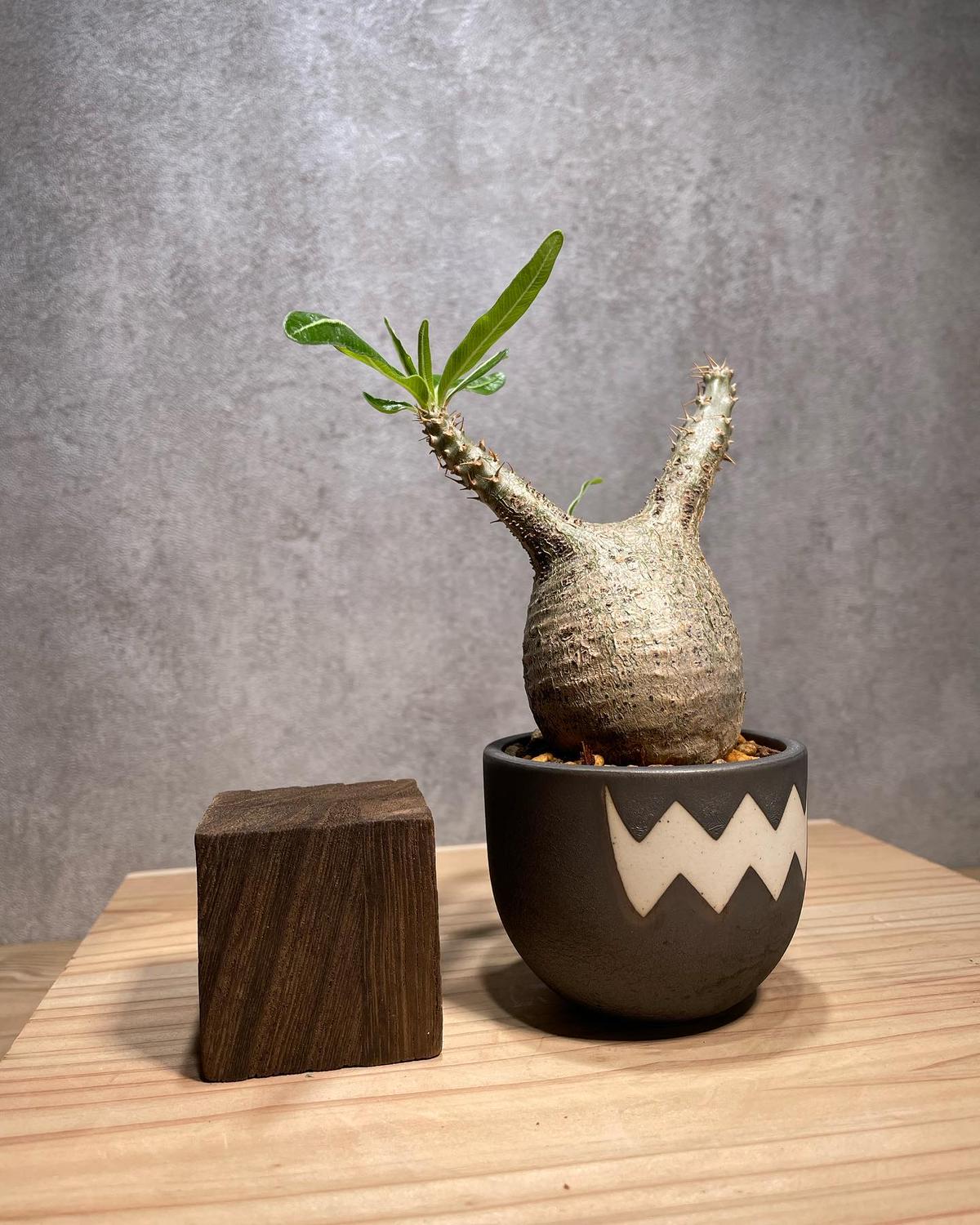 ちびグラ グラキリス現地球 剪定跡あり 発根済み