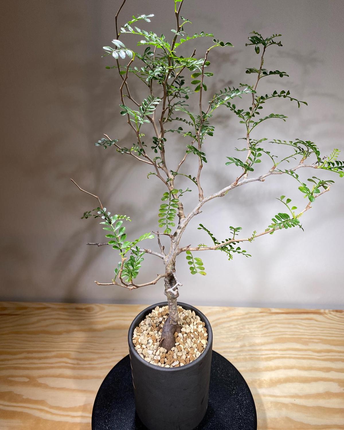 般*若様 CE12 コミフォラ エイル Commiphora sp.Ely 緑肌 般*若様 CE12 コミフォラ エイル Commiphora sp.Ely 緑肌