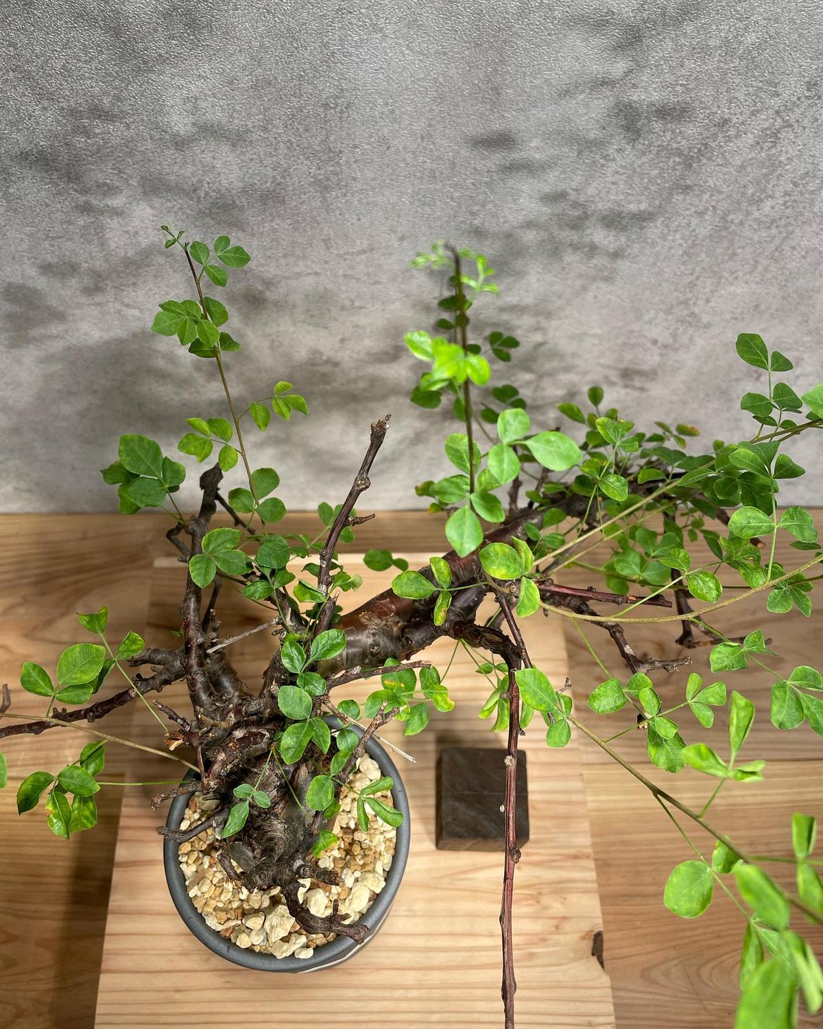 コミフォラ ボラネンシス 発根済 【公式通販】