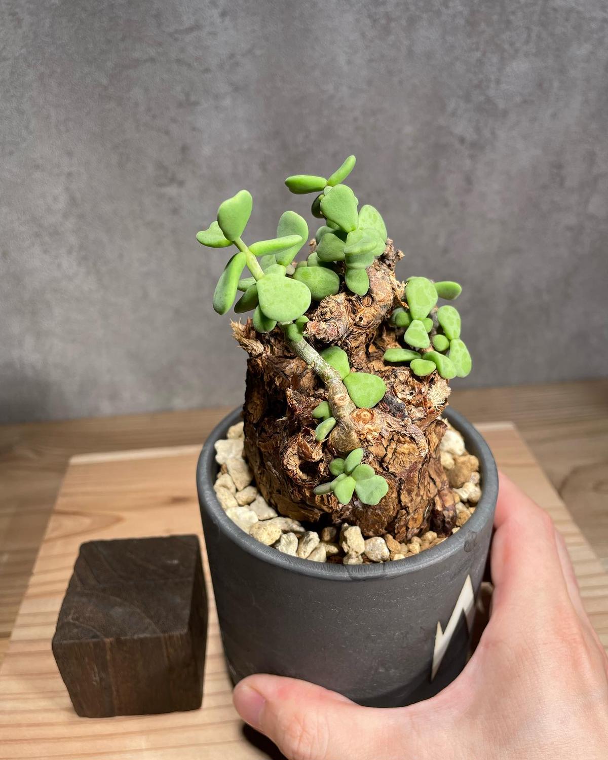 ケラリア ピグマエア／Ceraria pygmaea　発根済　(商品番号pm-4valiem)VALIEM BLOCK Mサイズ  (VALIEMタグ付き)