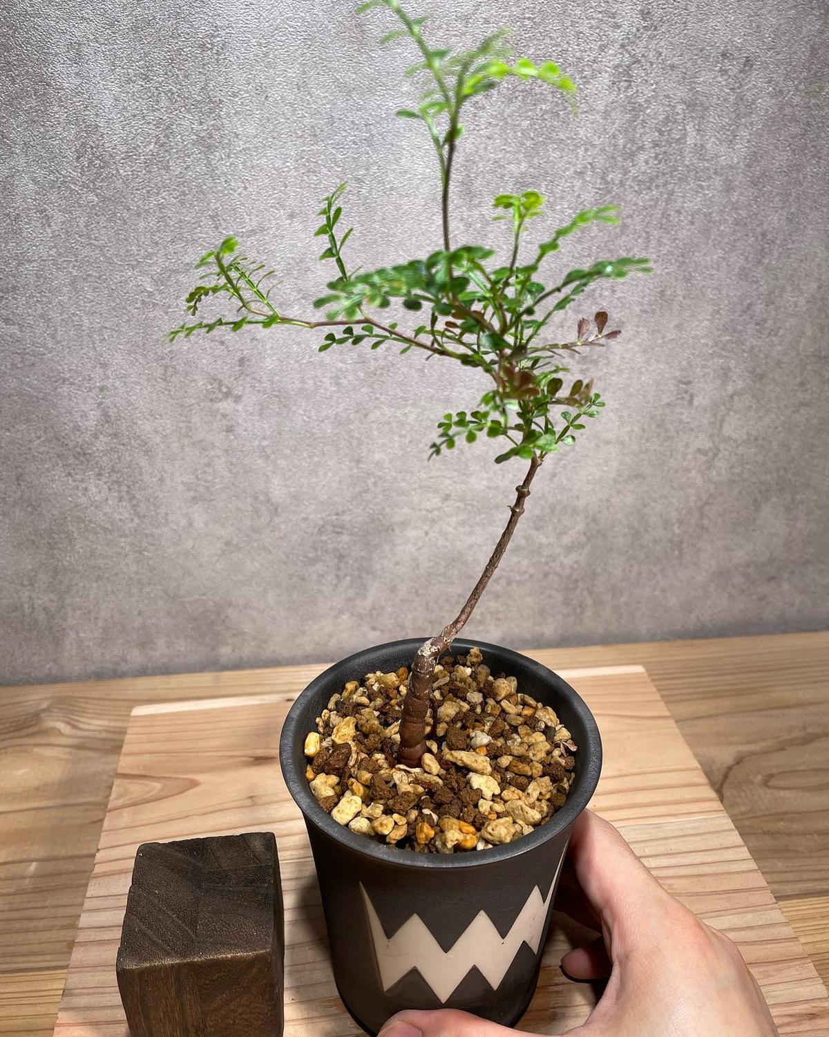 オペルクリカリア パキプス 実生 抜き苗 オペルクリカリアパキプスの