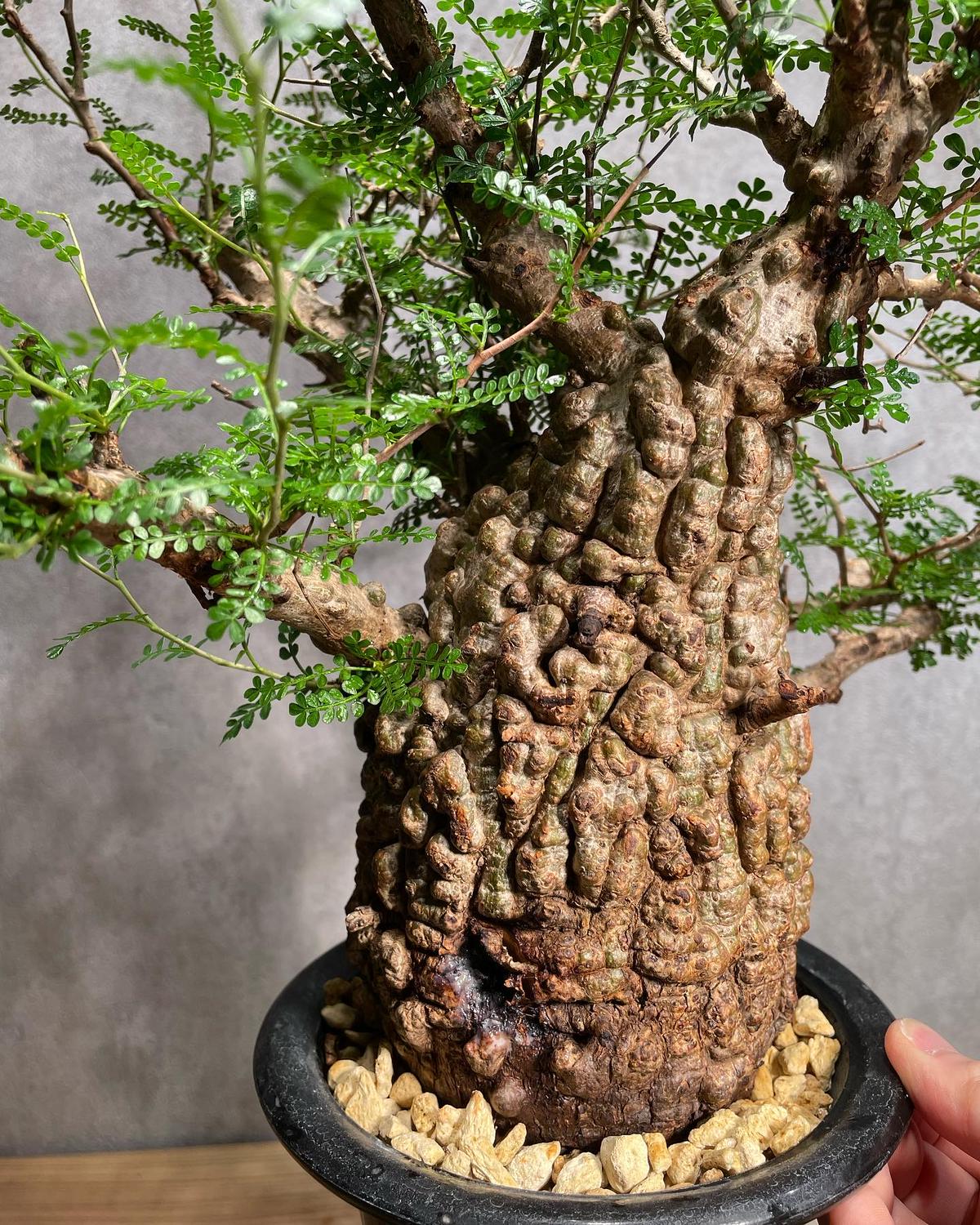 まあ坊　オペルクリカリア パキプス 抜き苗 オペルクリカリア パキプス 根差し 抜き苗 ① - メルカリ