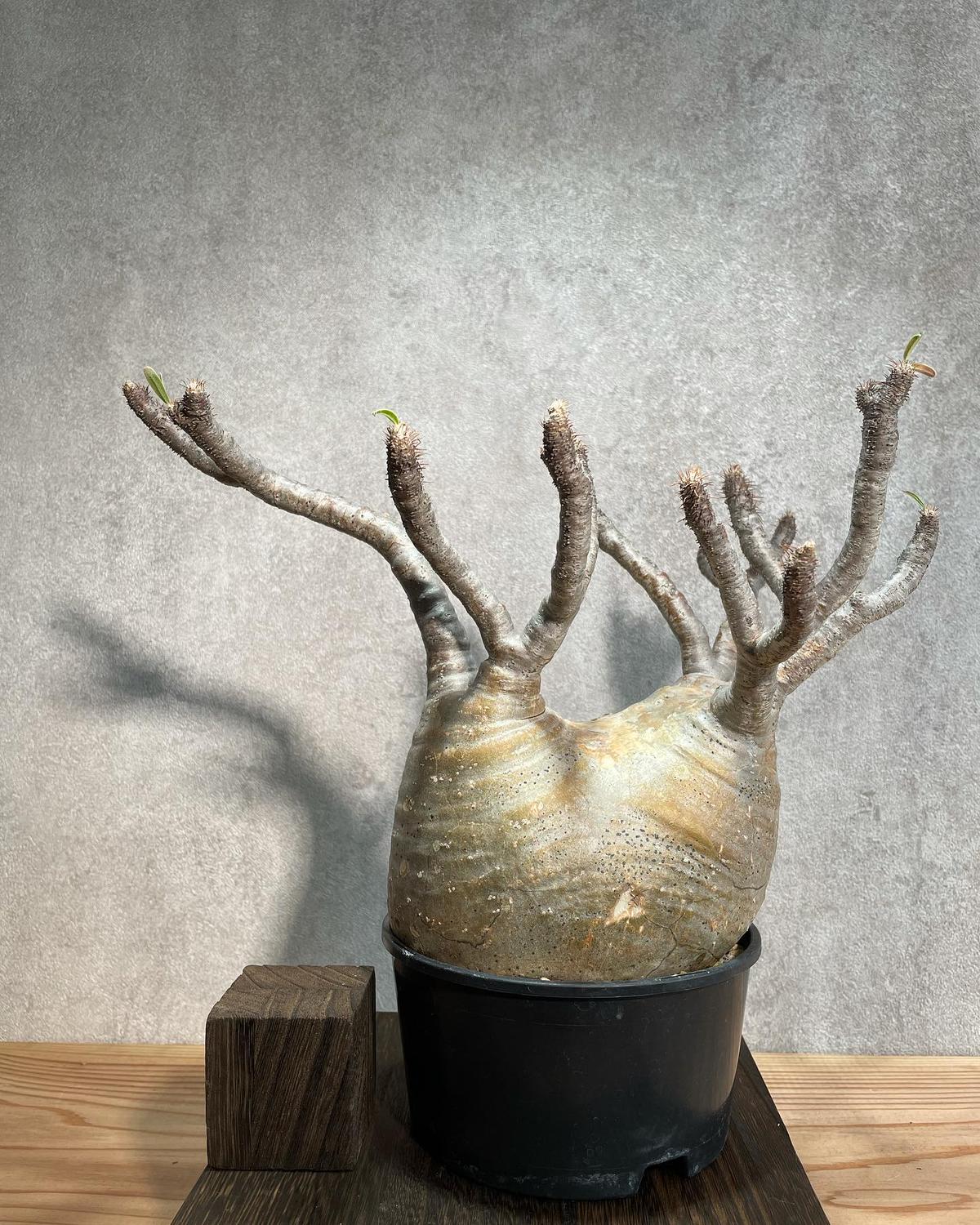 パキポディウム グラキリス 発根済 奇形葉 検) コーデックス 塊根植物