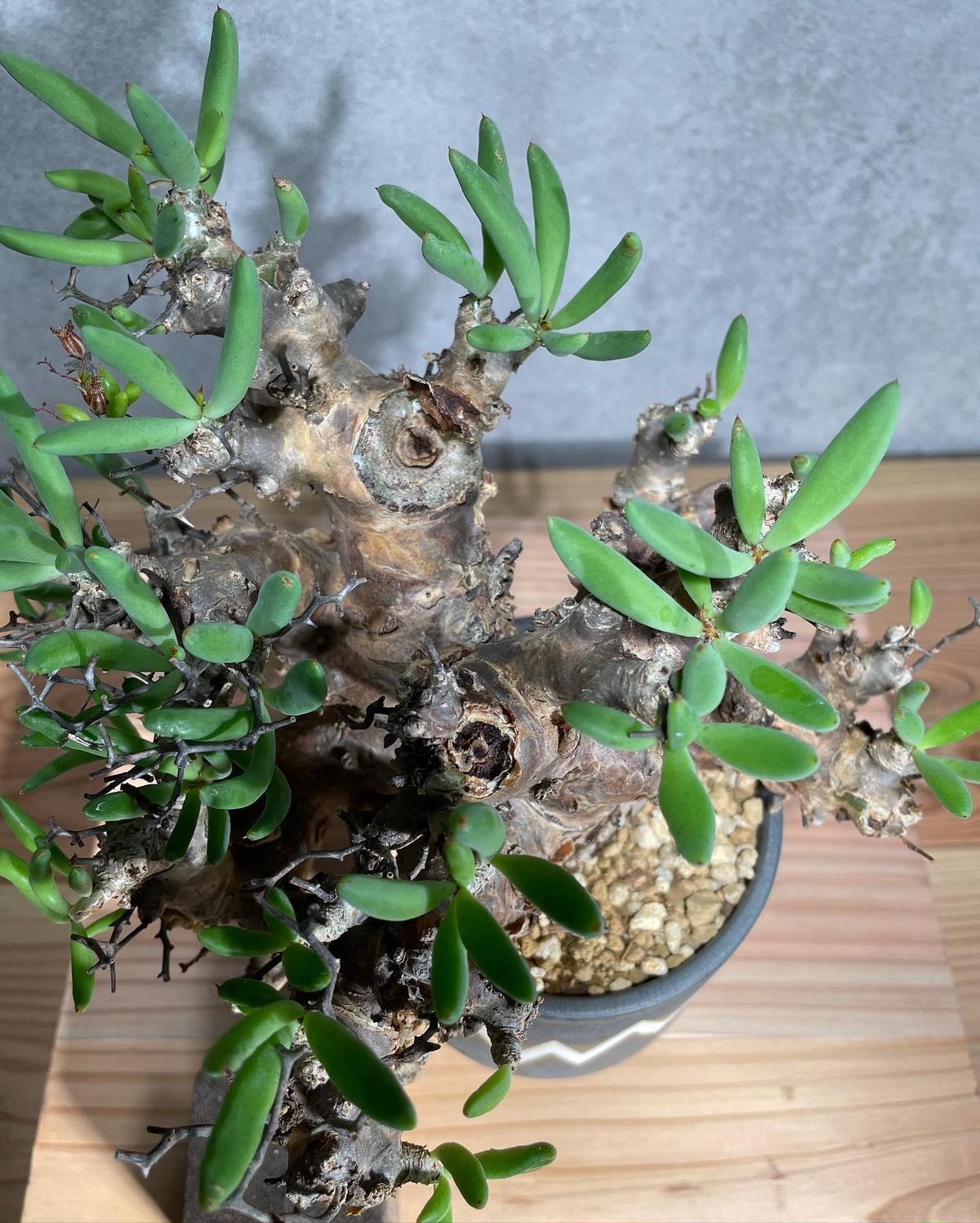 レゴリス君専用❗️希少 チビグラキリス多頭 発根済 現地球 レゴリス君