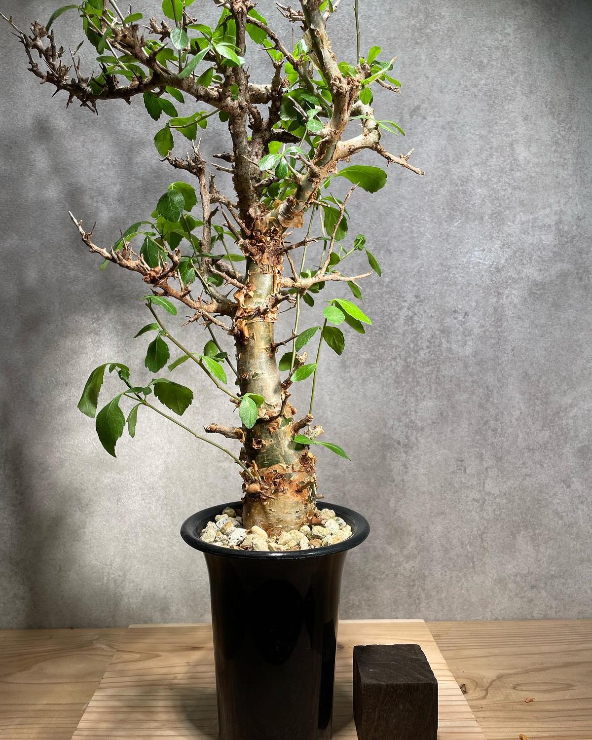 コミフォラ ワイティ Commiphora wightii 20s コミフォラ ワイティ Commiphora wightii 20s 種子】コミフォラ